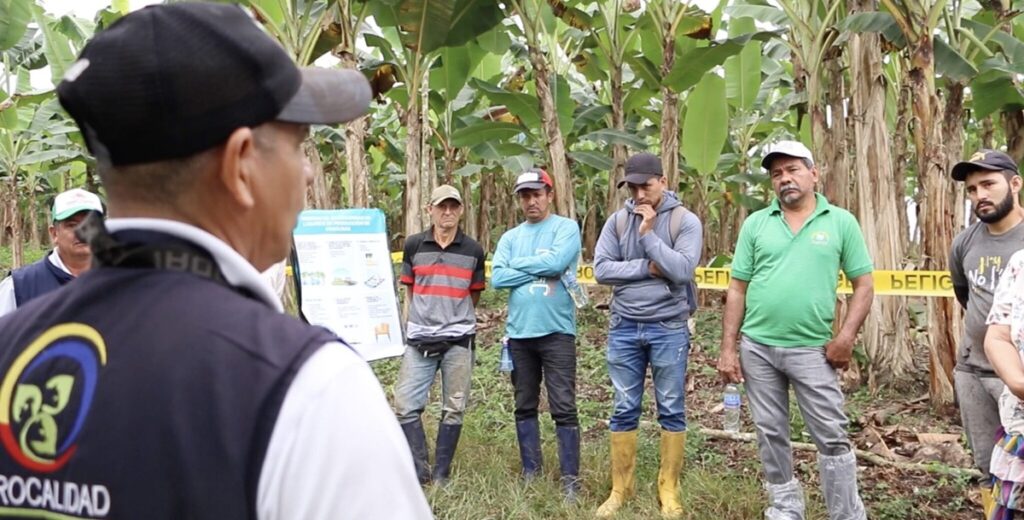Ecuador fortalece la prevención del Moko con miles de productores capacitados y monitoreos fitosanitarios