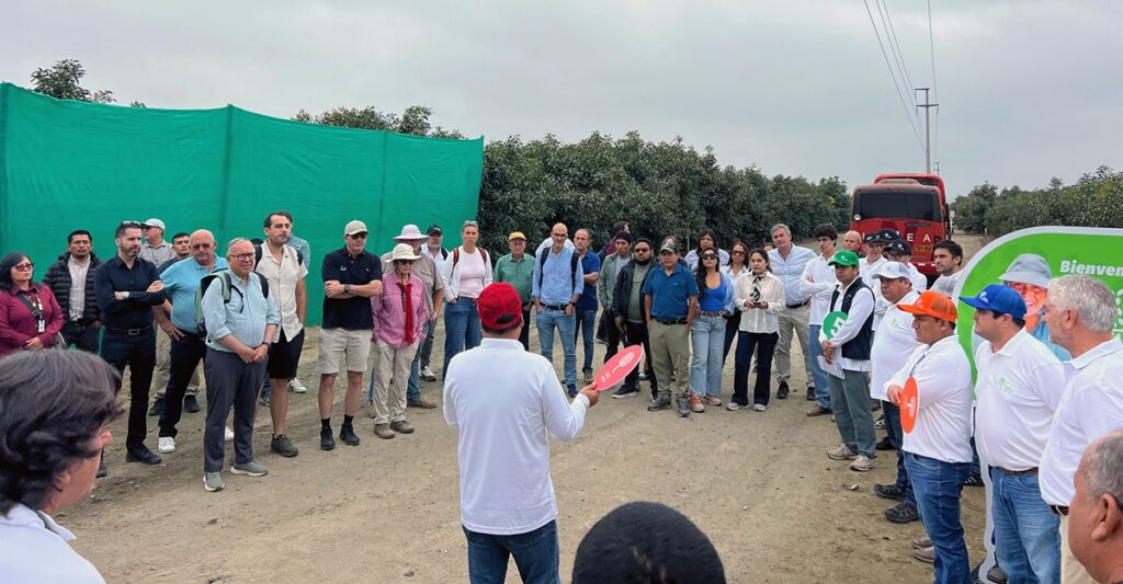 Empresas confirman en Perú el potencial de la nueva generación de aguacates y patrones de Green Motion