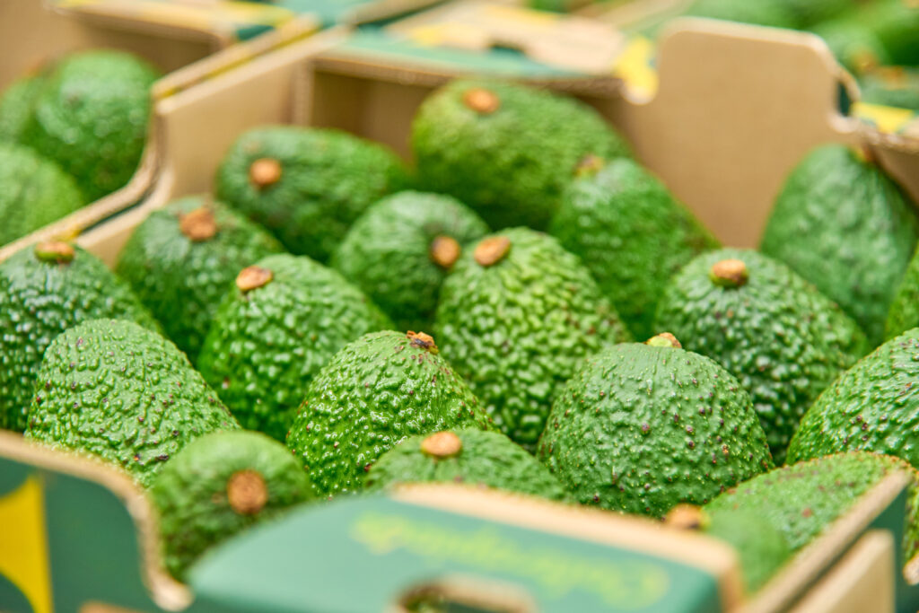 Aguacate Hass colombiano enfrenta caída de hasta un 40% en la cosecha traviesa