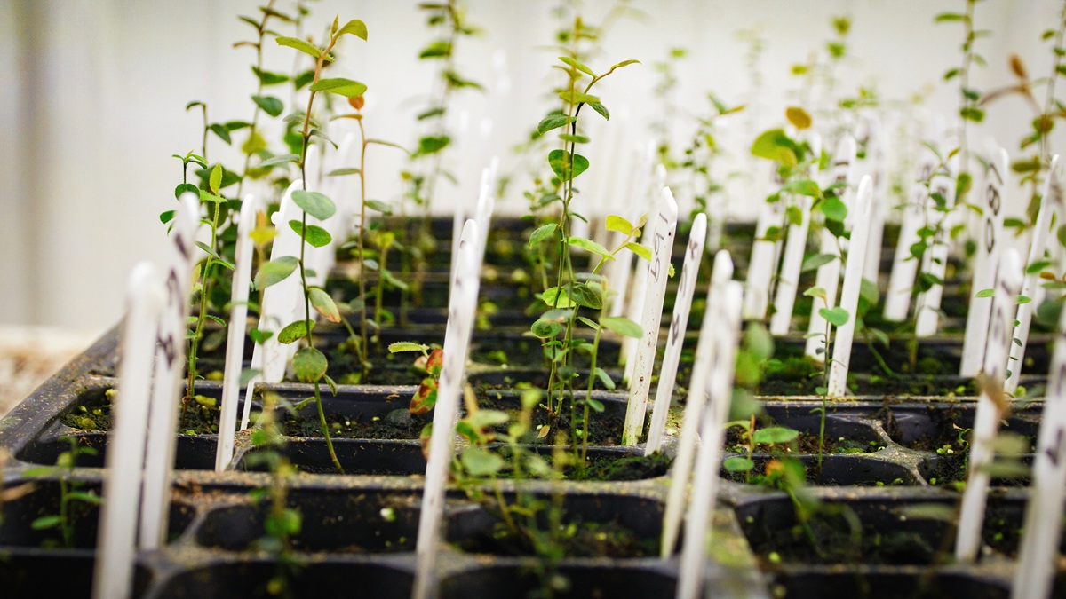 Naturipe Farms y Hortifrut amplían su plataforma genética de berries con alianza estratégica junto a MBO