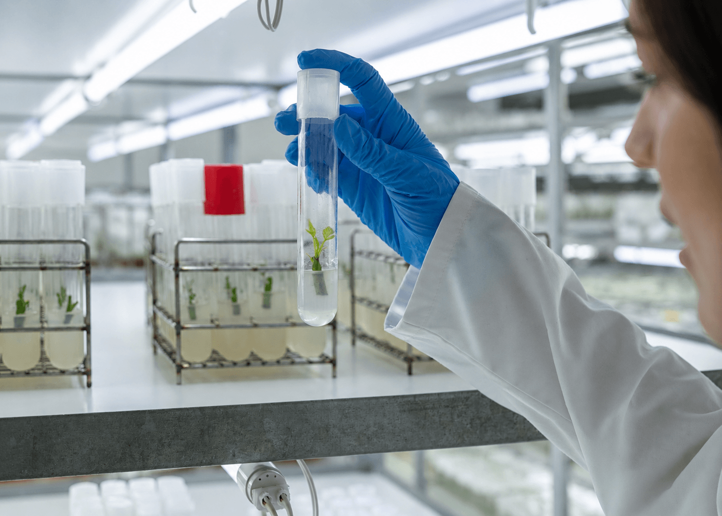 Agromillora celebra 40 años impulsando la innovación genética que transformó la fruticultura chilena 2 Agromillora celebra 40 años impulsando la innovación genética que transformó la fruticultura chilena