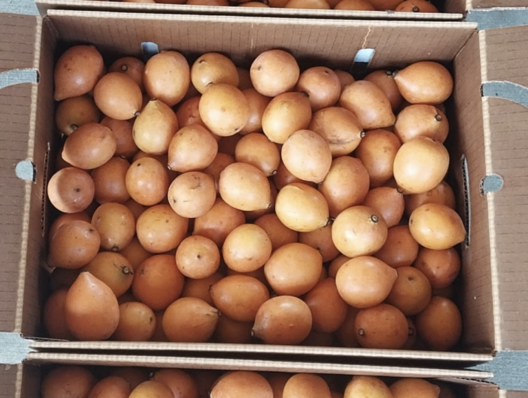 De Bolivia a Estados Unidos: cómo un campo de Florida apuesta por el achacha como la próxima fruta estrella para consumidores y productores