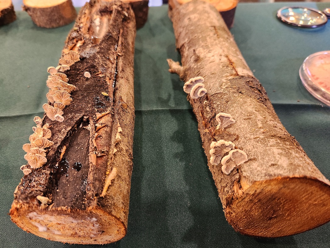 Hongos de la madera en frutales: revelan avances del innovador proyecto Trunkguard 2 Hongos de la madera en frutales: revelan avances del innovador proyecto Trunkguard
