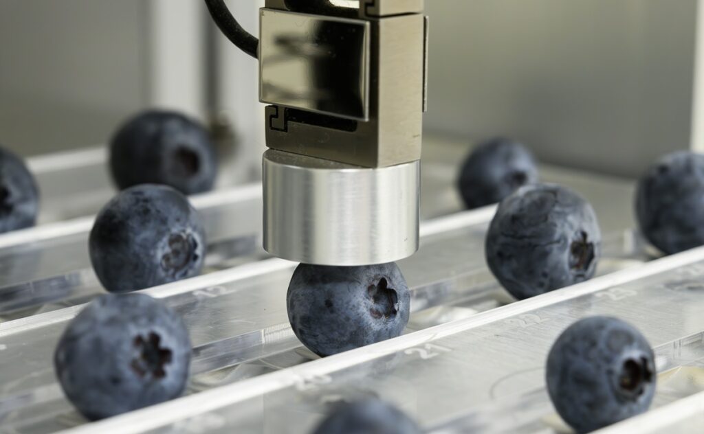 Naturipe Farms y Hortifrut amplían su plataforma genética de berries con alianza estratégica junto a MBO