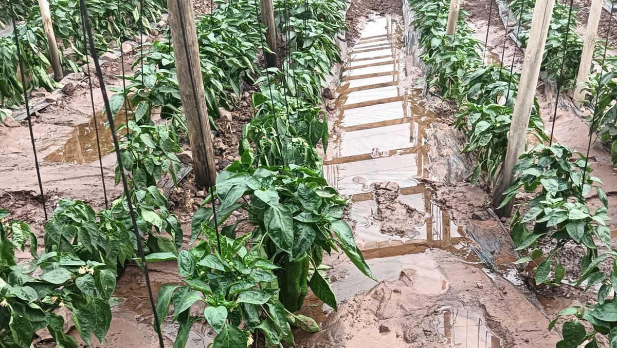 Ministerio de Agricultura declara emergencia agrícola en Atacama, Coquimbo y Valparaíso tras sistema frontal