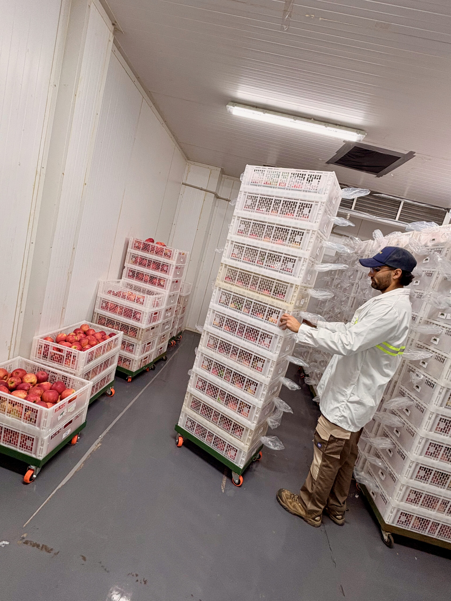 AgroFresh Chile: el valor de acompañar a la fruta desde la precosecha hasta el consumidor final
