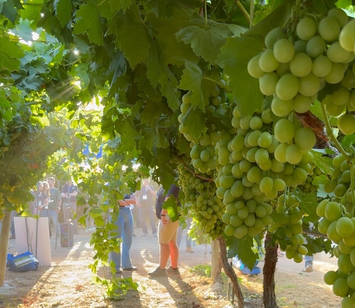 Sun World incorpora nuevos licenciatarios en Perú, Italia y Estados Unidos para fortalecer su programa global de uvas de mesa