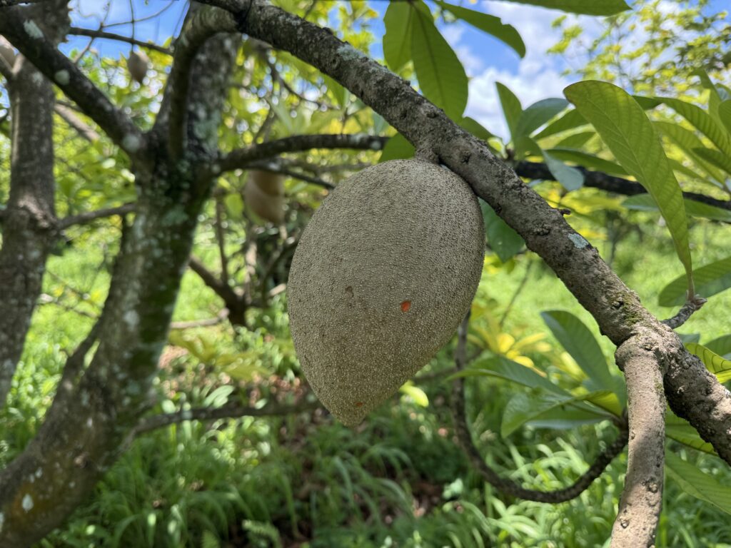 De Bolivia a Estados Unidos: cómo un campo de Florida apuesta por el achacha como la próxima fruta estrella para consumidores y productores