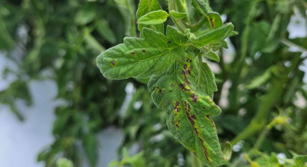 Las aplicaciones de pulverización a alta presión podrían favorecer la propagación de la mancha bacteriana 2 Las aplicaciones de pulverización a alta presión podrían favorecer la propagación de la mancha bacteriana