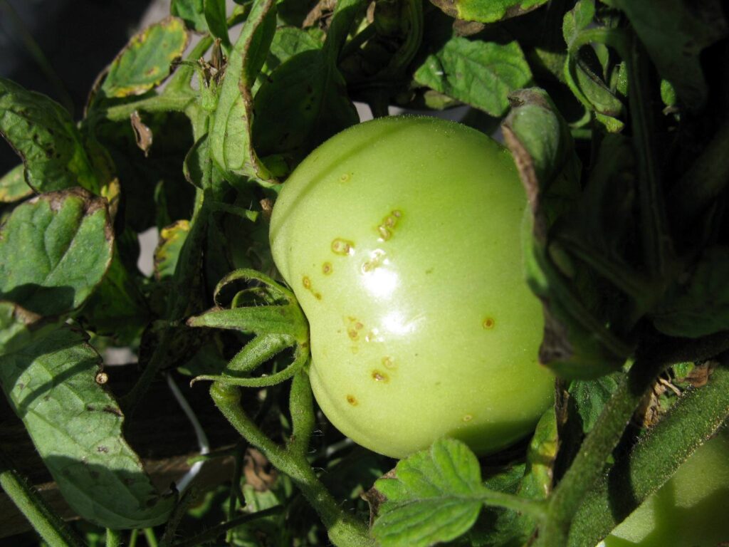 mancha bacteriana