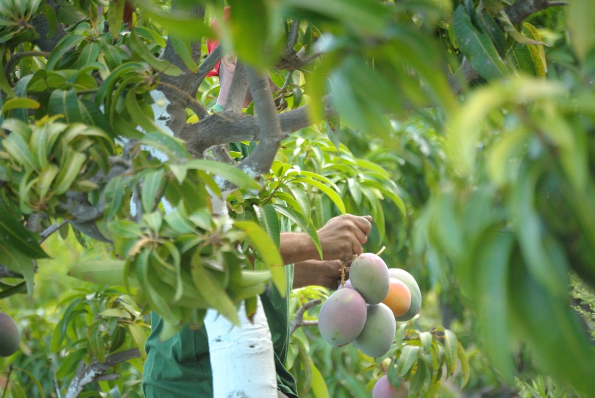 Costa Rica impulsa la competitividad de su industria del mango con una estrategia basada en la calidad 3 Costa Rica impulsa la competitividad de su industria del mango con una estrategia basada en la calidad