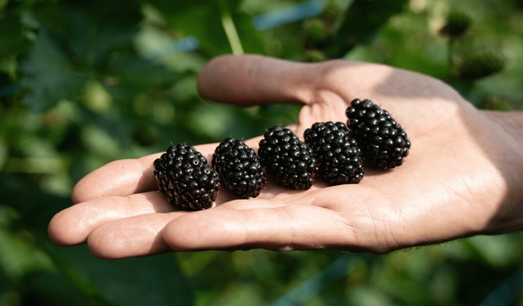 Serbia impulsa su industria de berries con nuevas variedades y sistemas de producción
