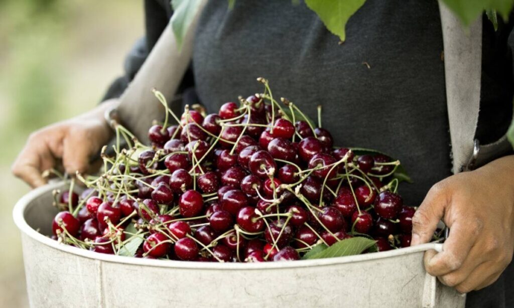 Temporada de cerezas del noroeste de Estados Unidos entra en su recta final con una caída en los volúmenes de Rainier