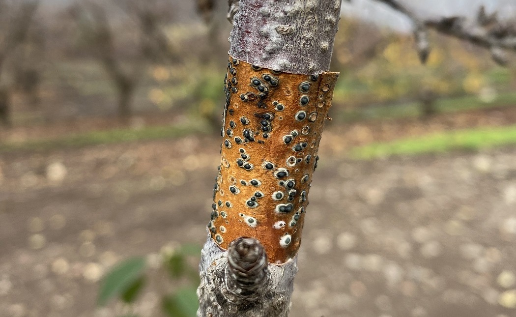 Hongos de la madera en frutales: revelan avances del innovador proyecto Trunkguard 3 Presencia de plateado en madera de fruales 2