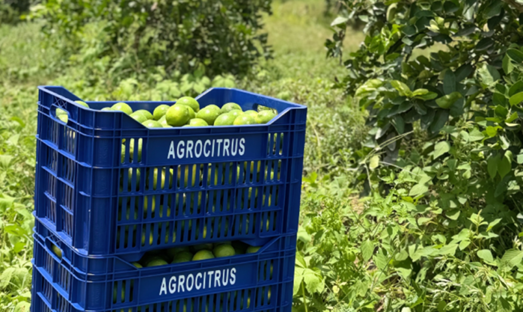 Perú: Agrocitrus advierte que El Niño podría reducir hasta un 40% la producción de lima Tahití
