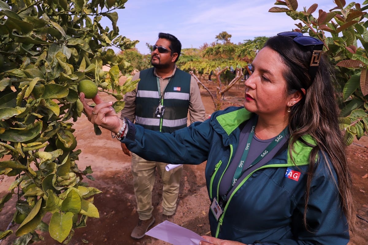 Chile: Ministerio de Agricultura renueva seguro colectivo contra mosca de la fruta para productores de hasta 50 hectáreas 5 Chile: Ministerio de Agricultura renueva seguro colectivo contra la mosca de la fruta para productores de hasta 50 hectáreas