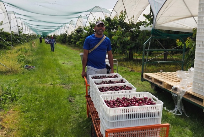 De Chile a Inglaterra: la apuesta de San Clemente por producir cerezas con talento local en Europa 3 De Chile a Inglaterra: la apuesta de San Clemente por producir cerezas con talento local en Europa