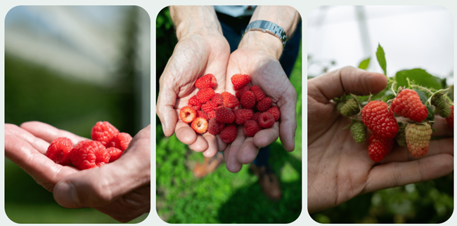 Serbia impulsa su industria de berries con nuevas variedades y sistemas de producción