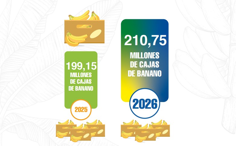 Envíos de banano de Ecuador crecen 5,5% en el primer semestre impulsados por Europa y Rusia 2 Exportaciones de banano de Ecuador crecen 5,5% en el primer semestre impulsadas por Europa y Rusia