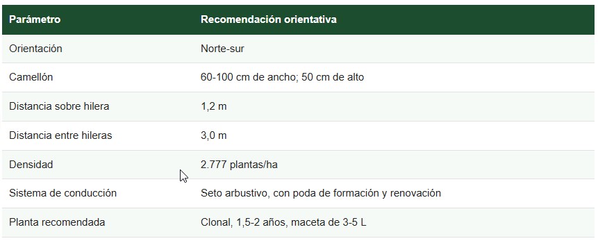cultivo de la murtilla
