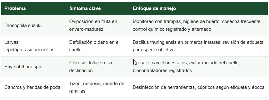 cultivo de la murtilla