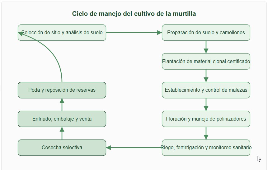 cultivo de la murtilla