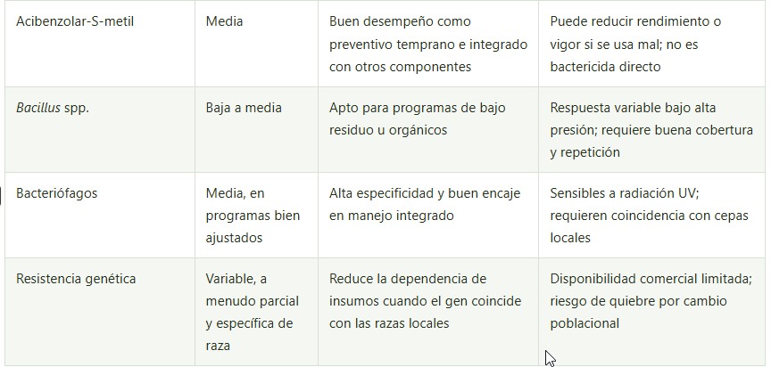 mancha bacteriana