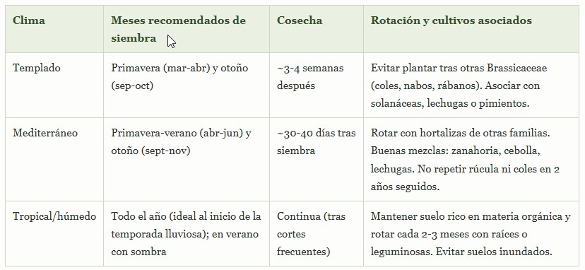 cultivo de rúcula