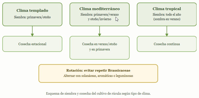 cultivo de rúcula