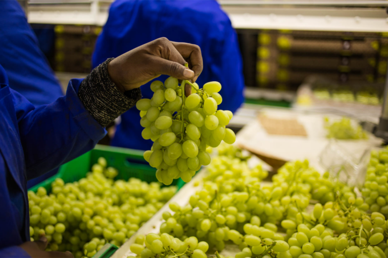 Sudáfrica cierra la temporada de uva de mesa con un volumen récord de producción