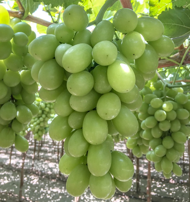 BLOOM FRESH refuerza la protección de sus variedades de uva de mesa con campaña contra plantaciones no autorizadas en Brasil