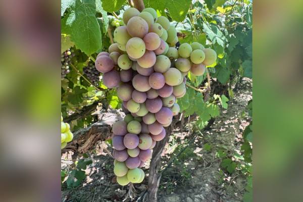 El calor de marzo adelanta el color de las uvas de mesa de Sunny Cal Farms, pero el dulzor aún está en desarrollo