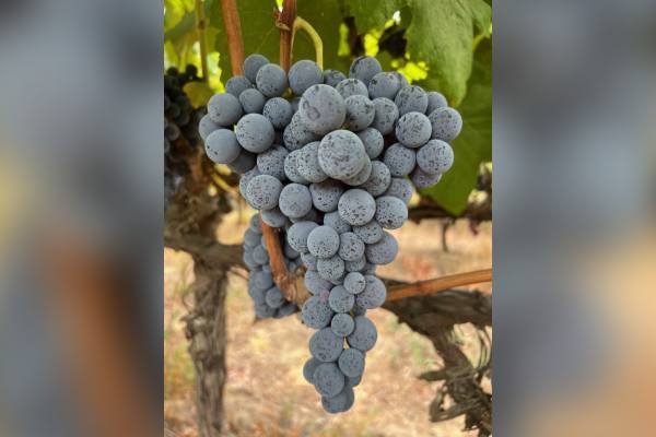 El calor de marzo adelanta el color de las uvas de mesa de Sunny Cal Farms, pero el dulzor aún está en desarrollo