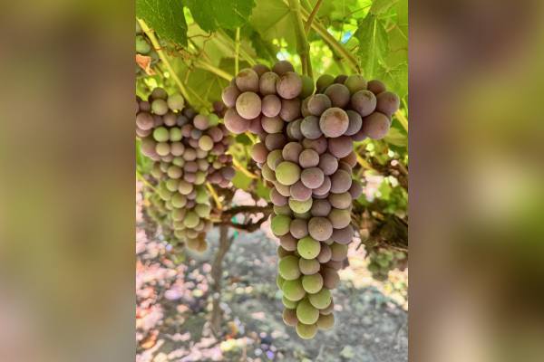El calor de marzo adelanta el color de las uvas de mesa de Sunny Cal Farms, pero el dulzor aún está en desarrollo