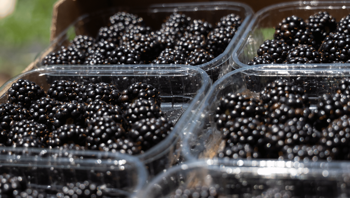 Serbia impulsa su industria de berries con nuevas variedades y sistemas de producción