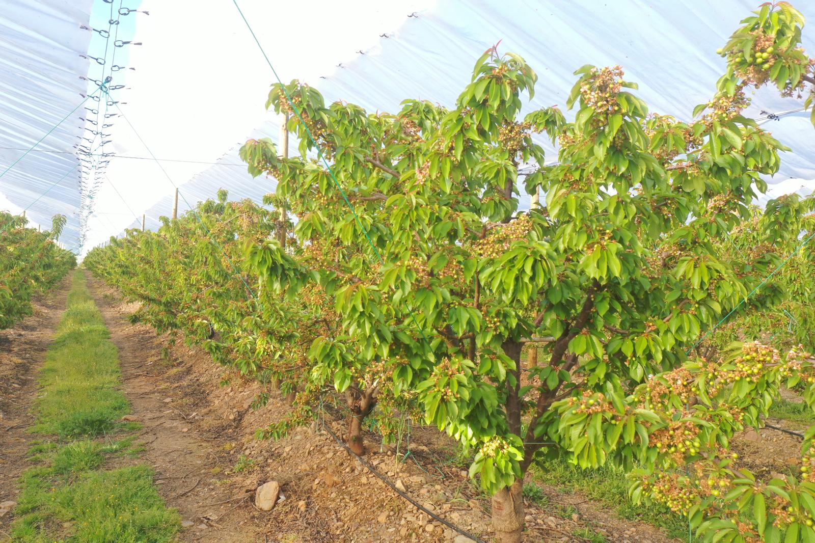 España: Vidrio proyecta más de 20 millones de kilos de cerezas y prepara su debut en China 5 Vidrio proyecta más de 20 millones de kilos de cerezas