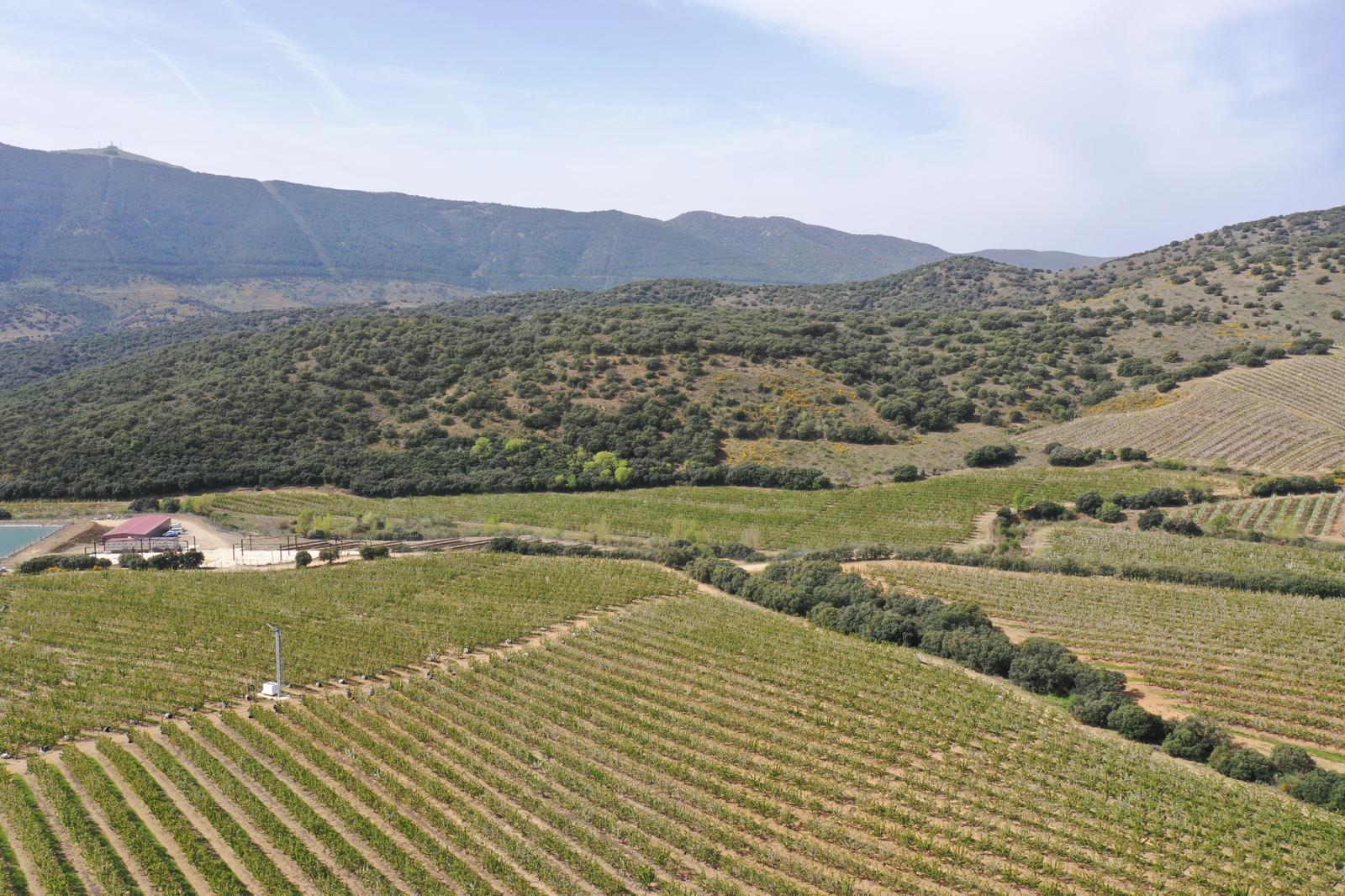 España: Vidrio proyecta más de 20 millones de kilos de cerezas y prepara su debut en China 2 Huertos de cerezas de Vidrio en España.