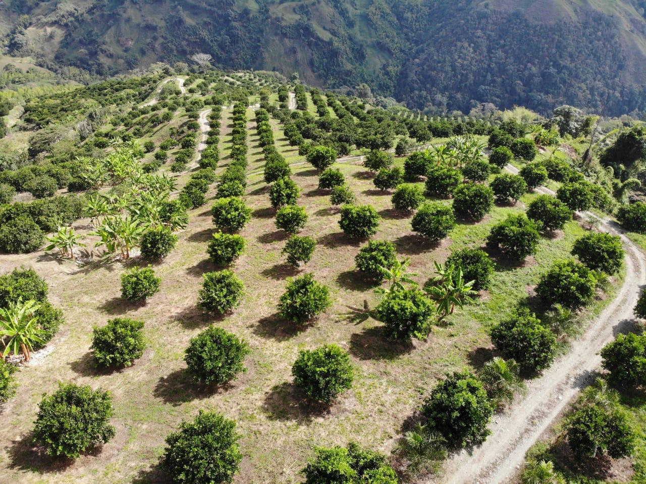 Cultivo de cítricos en Colombia 