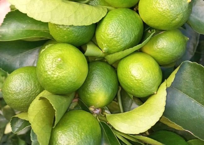 Colombia apuesta por duplicar sus exportaciones de limón Tahití con foco en China