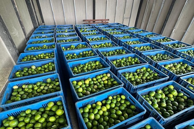 Colombia apuesta por duplicar sus exportaciones de limón Tahití con foco en China