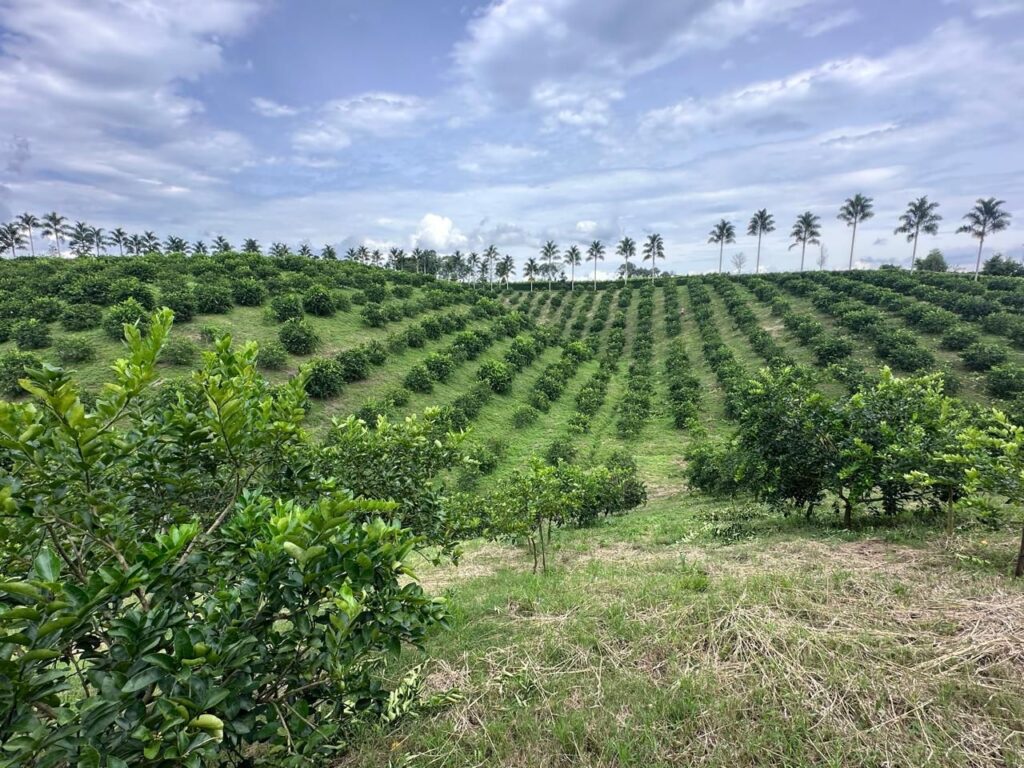 Colombia apuesta por duplicar sus exportaciones de limón Tahití con foco en China