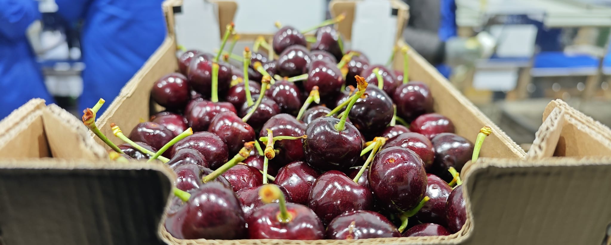España: Vidrio proyecta más de 20 millones de kilos de cerezas y prepara su debut en China 6 Cerezas de Vidrio