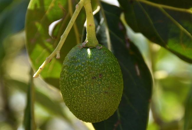 Productores de aguacate del Estado de México esperan la autorización de Estados Unidos para iniciar exportaciones 2 Productores de aguacate del Estado de México esperan la autorización de Estados Unidos para iniciar exportaciones