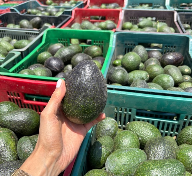 Productores de aguacate del Estado de México esperan la autorización de Estados Unidos para iniciar exportaciones 4 Productores de aguacate del Estado de México esperan la autorización de Estados Unidos para iniciar exportaciones