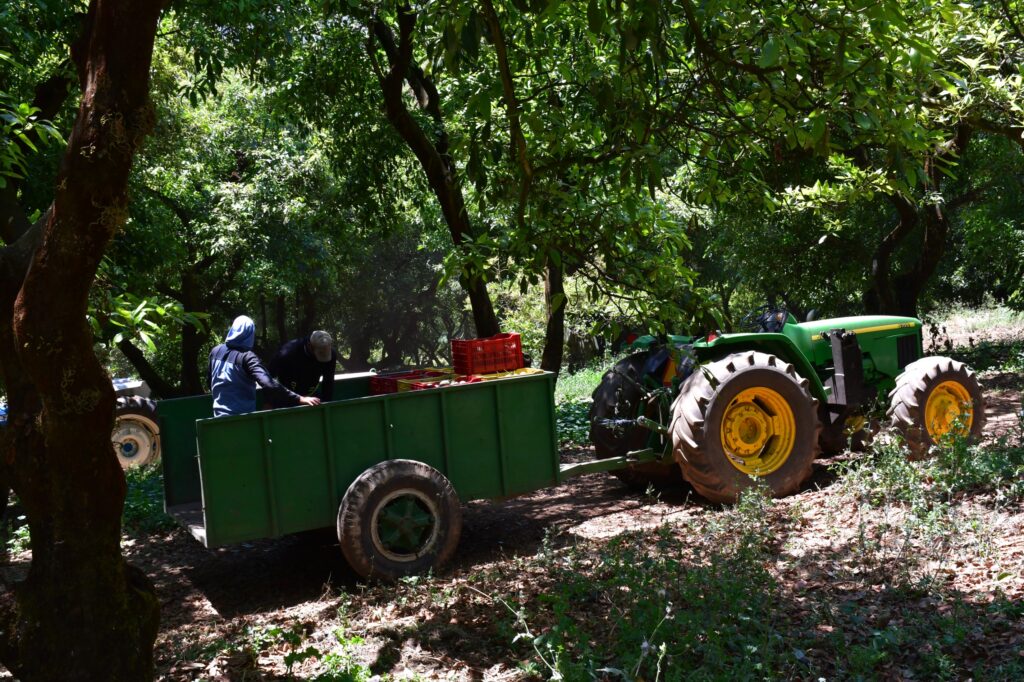 Productores de aguacate del Estado de México esperan la autorización de Estados Unidos para iniciar exportaciones