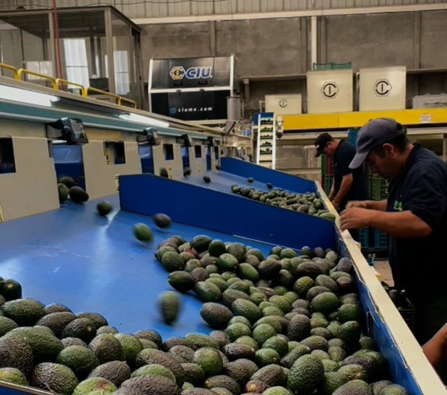 Productores de aguacate del Estado de México esperan la autorización de Estados Unidos para iniciar exportaciones 3 Productores de aguacate del Estado de México esperan la autorización de Estados Unidos para iniciar exportaciones