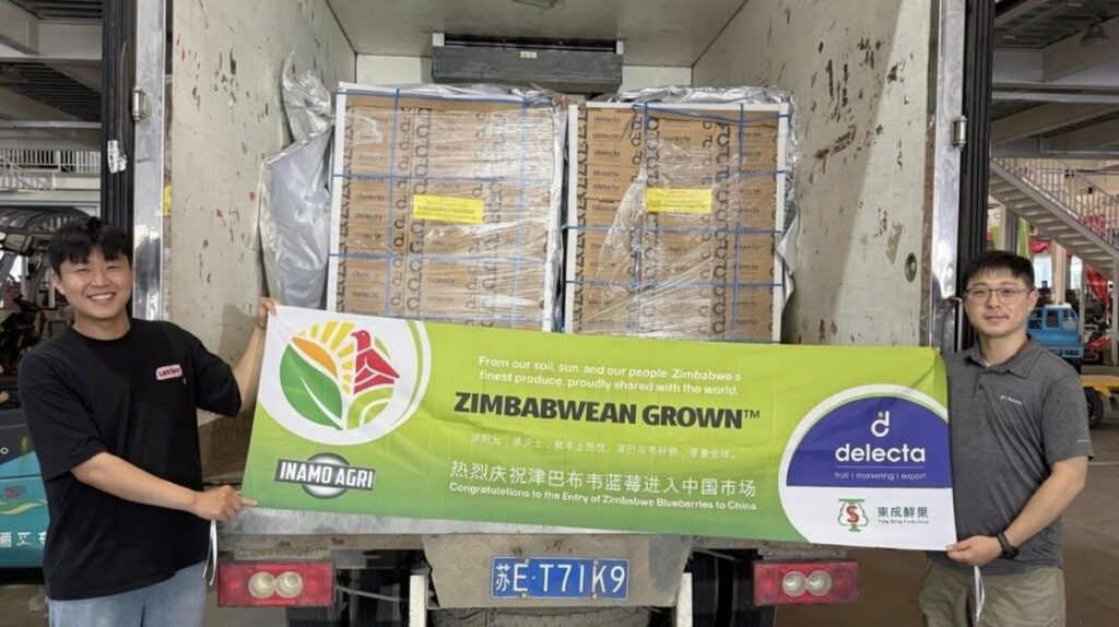 Zimbabue concreta su primer envío de arándanos a China con arancel cero