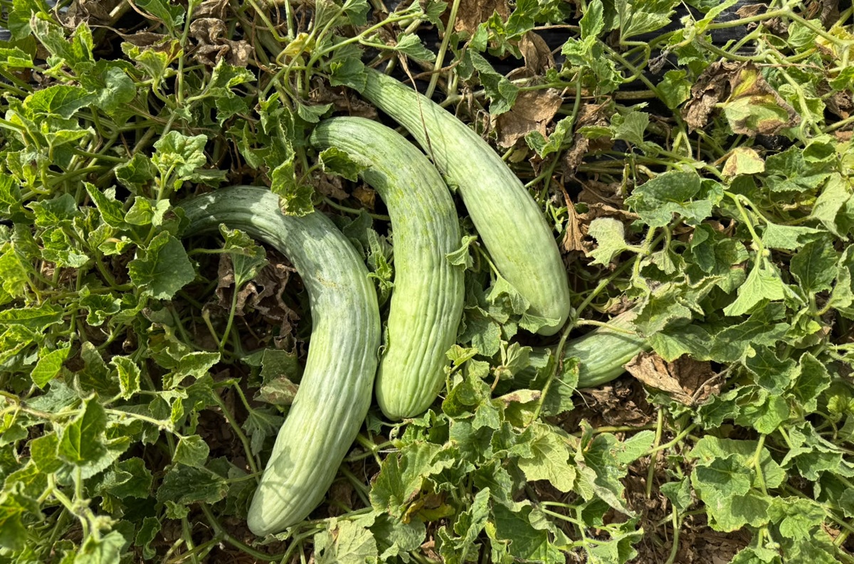 Buscan recuperar variedades tradicionales de melón con mayor resistencia a enfermedades en España 2 Buscan recuperar variedades tradicionales de melón con mayor resistencia a enfermedades en España