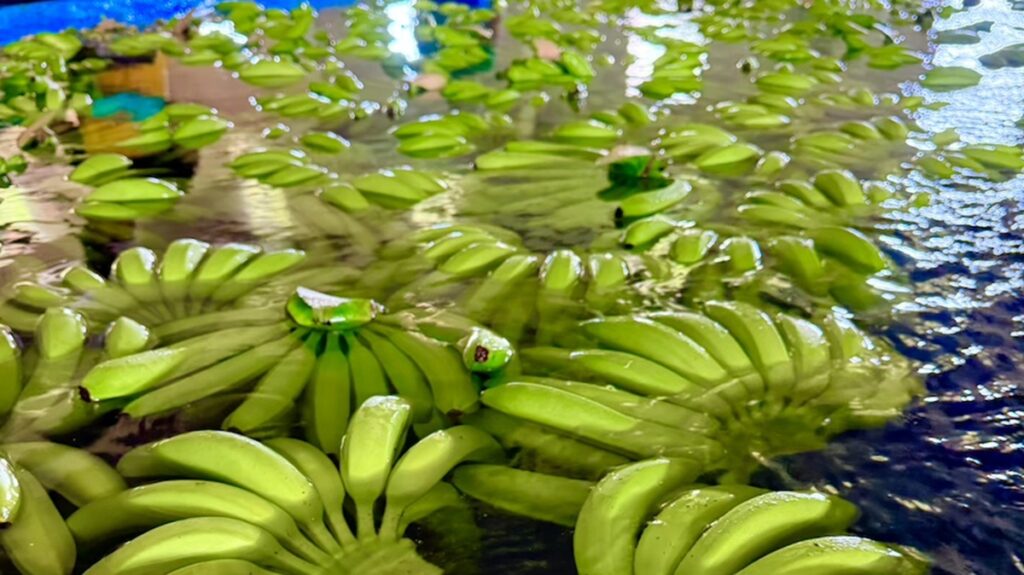 Industria bananera de Colombia pide precios justos y refuerzo de la seguridad ante aumento de la violencia