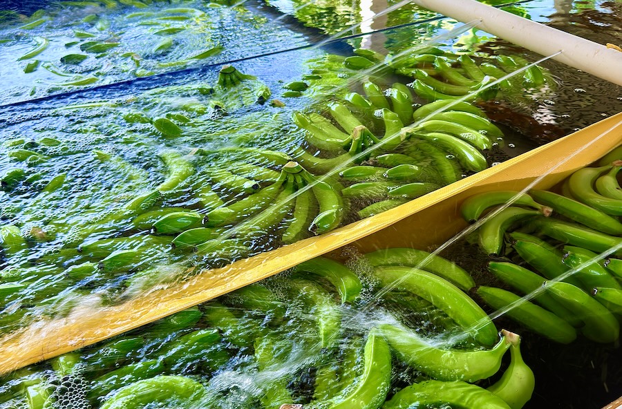 Industria bananera de Colombia pide precios justos y refuerzo de la seguridad ante aumento de la violencia 2 Industria bananera de Colombia pide precios justos y refuerzo de la seguridad ante aumento de la violencia